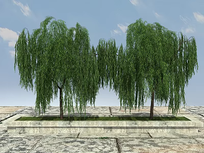 Weeping Willow Trees with Drooping Branches Lush Green Leaves in Stone Planter on Paved Ground 3d model