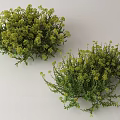 Lush Green Flowering Bushes With Small Yellow Blooms And Dense Foliage
