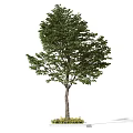 Lush Green Arbor With Full Foliage Strong Trunk And Grass At Base In Garden
