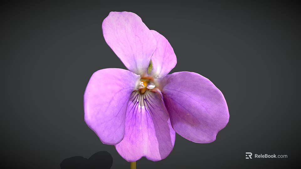 Close Up Of Blooming Purple Violet Flower With Delicate Petals On Gray Background 3d model 