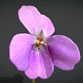Close Up Of Blooming Purple Violet Flower With Delicate Petals On Gray Background