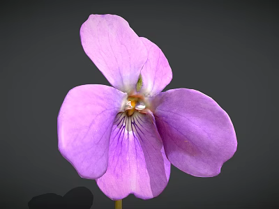 Close Up Of Blooming Purple Violet Flower With Delicate Petals On Gray Background 3d model