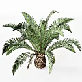 Cycas Tree With Lush Green Pinnate Fronds And Scaly Brown Trunk