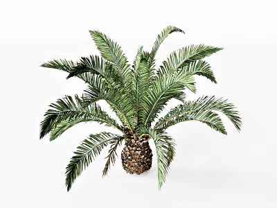 Cycas Tree With Lush Green Pinnate Fronds And Scaly Brown Trunk 3d model