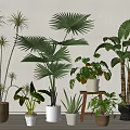 Various Indoor Potted Green Plants With Palm Leaves In Terracotta White Pots And Wooden Stand