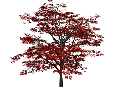 Tall Deciduous Tree With Vibrant Red Leaves And Strong Trunk 3d model
