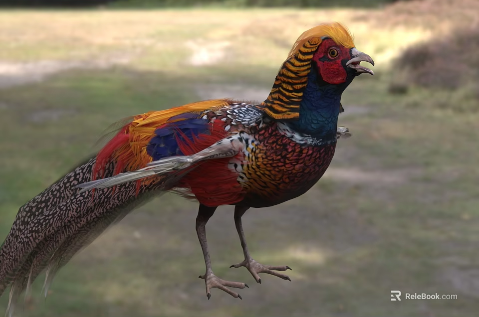 Vibrant Flying Pheasant With Colorful Feathers Standing In Natural Outdoor Habitat 3d model 