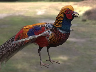 Vibrant Flying Pheasant With Colorful Feathers Standing In Natural Outdoor Habitat 3d model