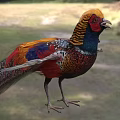 Vibrant Flying Pheasant With Colorful Feathers Standing In Natural Outdoor Habitat