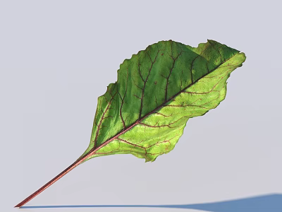 Vibrant Green Beet Leaf With Distinct Red Veins And Textured Surface And Red Stem 3d model