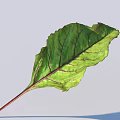 Vibrant Green Beet Leaf With Distinct Red Veins And Textured Surface And Red Stem