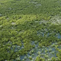 Green Grass and White Flowers Thriving in Natural Wetland Pond Environment