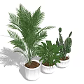 Indoor Bonsai and Potted Plants with Various Green Foliage in White Pots