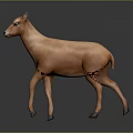 Orange Brown Antelope Standing In Grey Gradient Background With Shiny Reflective Floor 3d model
