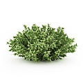 ivy landscape shrub outdoor plant 3d model