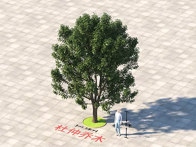 Eucommia Arbor With 6.5 Meters Height On Paved Ground And Person Standing Beside 3d model