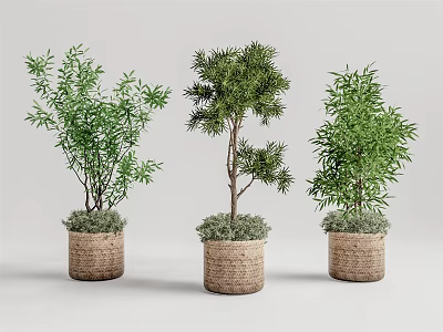 Three Bonsai Potted Plants with Woven Baskets and Lush Green Foliage 3d model