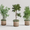 Three Bonsai Potted Plants with Woven Baskets and Lush Green Foliage