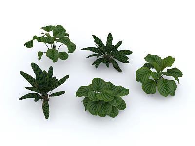 Various Green Leafy Indoor Plants With Different Foliage Shapes And Textures 3d model