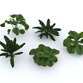 Various Green Leafy Indoor Plants With Different Foliage Shapes And Textures