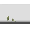 Arbor Trees In Various Sizes With Green Foliage And Trunks On White Background 3d model