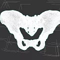 Pelvic Organ Detailed Anatomical Structure 3D Model View of Human Pelvis