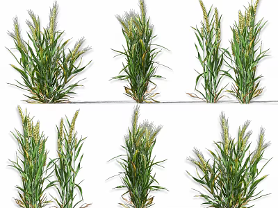 Healthy Wheat Plants With Green Leaves And Wheat Ears In Growth Stages 3d model