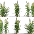Healthy Wheat Plants With Green Leaves And Wheat Ears In Growth Stages