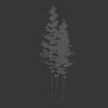 Bamboo Plants With A Silhouette Of A Person In Light Background