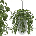 Lush Hanging Basket Plants With Trailing Green Vines And White Planter