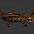 Brown Crab With Yellow Spots And Large Claws Isolated On Dark Background
