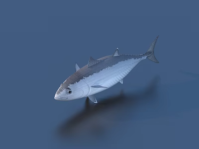 Silver Blue Tuna Swimming In Deep Blue Ocean Water With Sleek Body And Fins 3d model