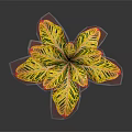 Variegated Foliage Plant Showcasing Broad Yellow Green Leaves with Red Edges on Dark Background