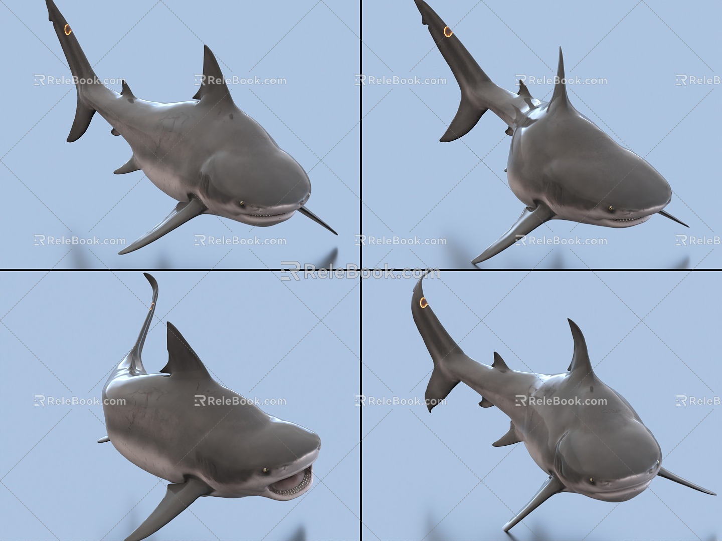 Bull Shark with Bound and Animated Bull Real Shark Shark 3d model