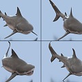 Bull Shark with Bound and Animated Bull Real Shark Shark 3d model