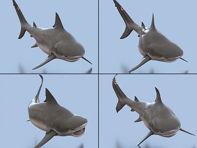 Bull Shark with Bound and Animated Bull Real Shark 3d model