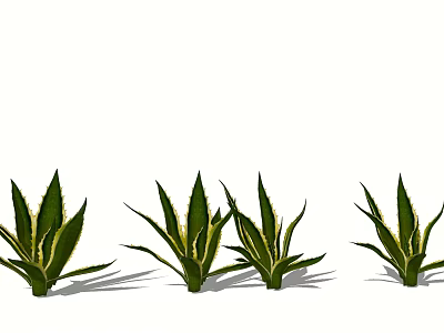 Multiple Agave Plants With Green And Yellow Striped Leaves In Garden 3d model