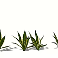 Multiple Agave Plants With Green And Yellow Striped Leaves In Garden