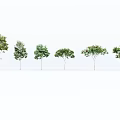 The Modern Tree 3d model