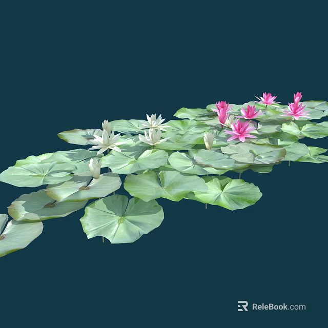 Pink and White Water Lilies Blooming on Green Lily Pads Over Calm Water Surface 3d model 
