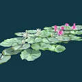 Pink and White Water Lilies Blooming on Green Lily Pads Over Calm Water Surface