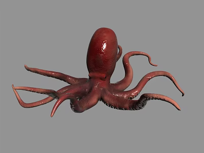 Red Octopus Marine Creature With Long Tentacles On Gray Background 3d model