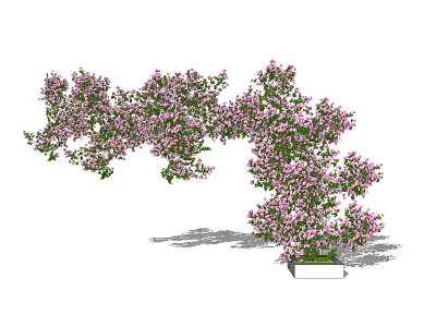 Lush Pink Flowering Vines in Outdoor Planter with Abundant Blooms and Green Leaves 3d model