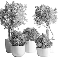 Stylish Indoor Potted Plants With Various Green Foliage And Decorative Concrete Pots