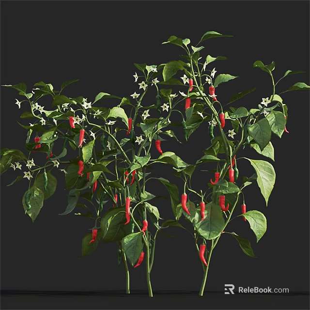 Chili Plant With Green Leaves Red Fruits And White Flowers Growing 3d model 