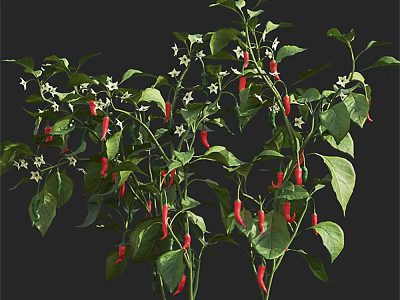 Chili Plant With Green Leaves Red Fruits And White Flowers Growing 3d model