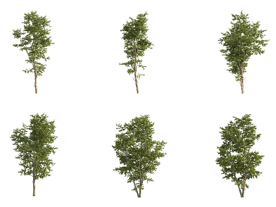 Six Arbor Trees With Lush Green Foliage And Different Natural Growth Shapes 3d model