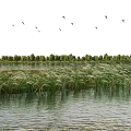 Natural Scenery With Water Area Lush Reeds Distant Trees And Flying Birds