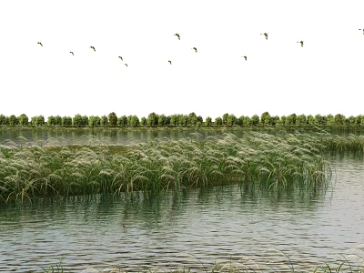 Natural Scenery With Water Area Lush Reeds Distant Trees And Flying Birds 3d model