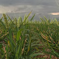 Garden Landscape With Wheat Fields Green Crops And Cloudy Sky View 3d model